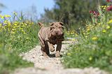 SHAR-PEI 425